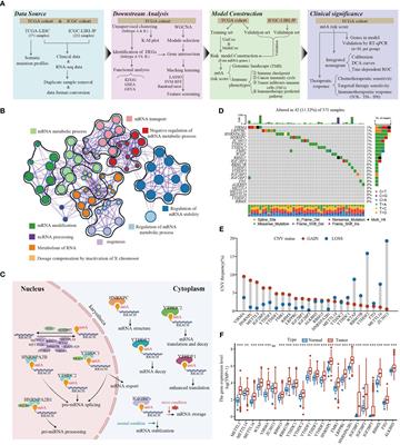 A m6A regulators-related classifier for prognosis and tumor microenvironment characterization in hepatocellular carcinoma